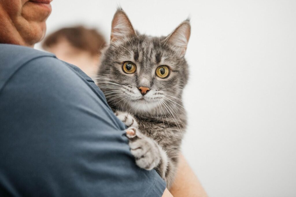 Cute gray kitten with wide eyes being gently held by its owner