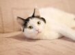 Cute black and white kitten lying comfortably indoors on the bed