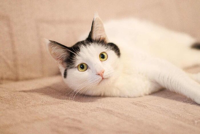 Cute black and white kitten lying comfortably indoors on the bed