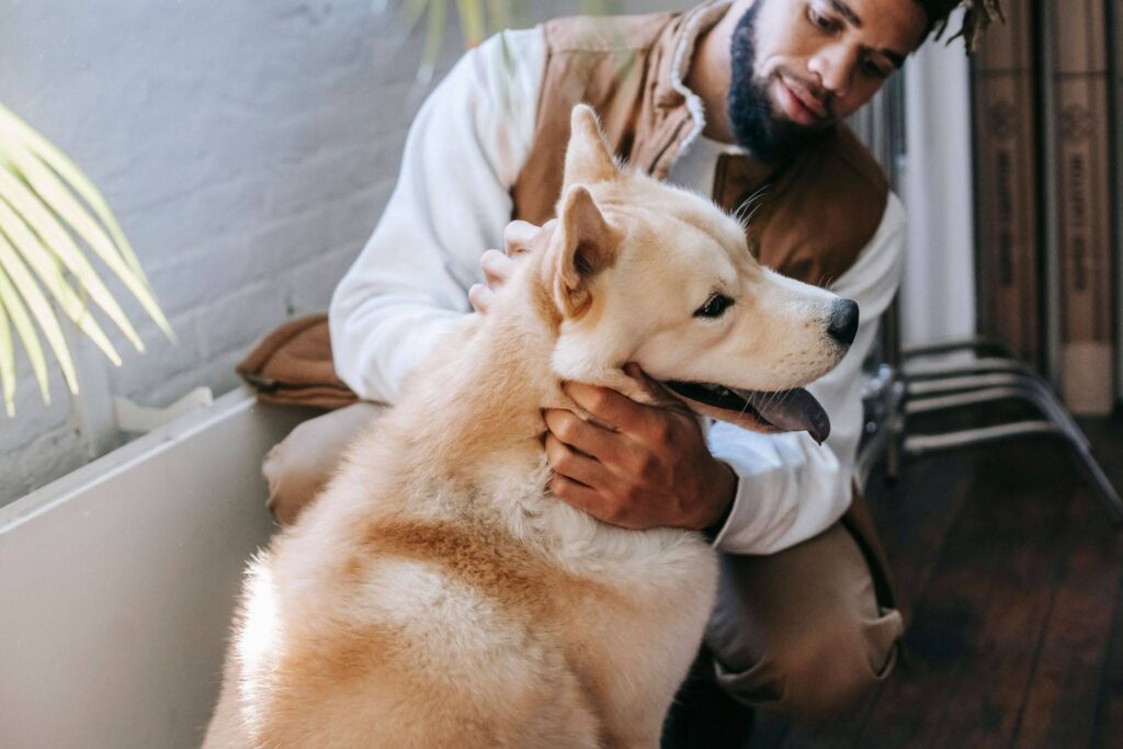 A joyful moment of a man bonding with his loyal Akita dog indoors