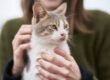 A cozy portrait of a tabby cat being lovingly held indoors by its owner