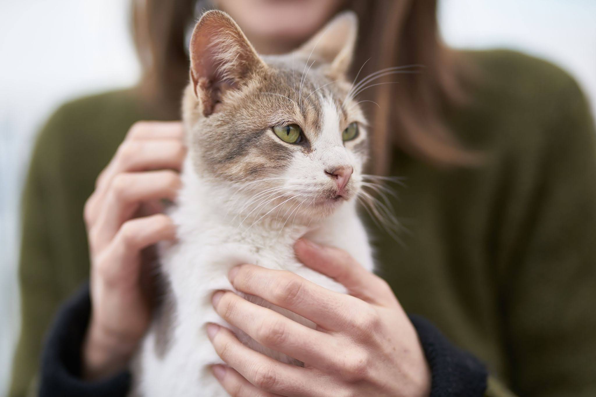 A cozy portrait of a tabby cat being lovingly held indoors by its owner